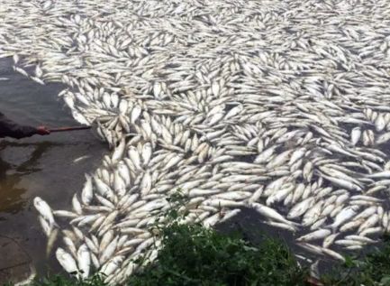 成也殺蟲，敗也殺蟲 水產養殖中寄生蟲重在預防