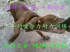 志強牧業(yè) 打造特種動物養(yǎng)殖與飼料生產(chǎn)一體化產(chǎn)業(yè)鏈